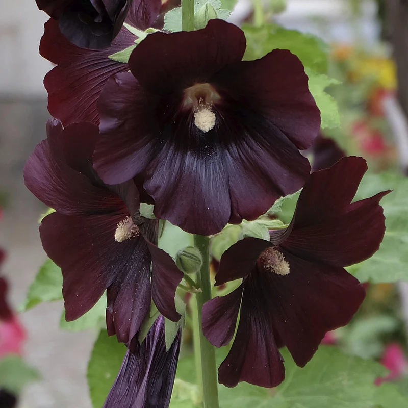 Stockrose 'Blacknight'