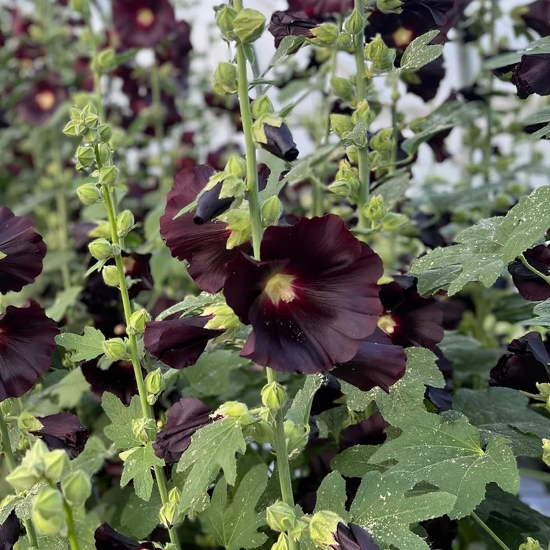 Stockrose 'Blacknight'