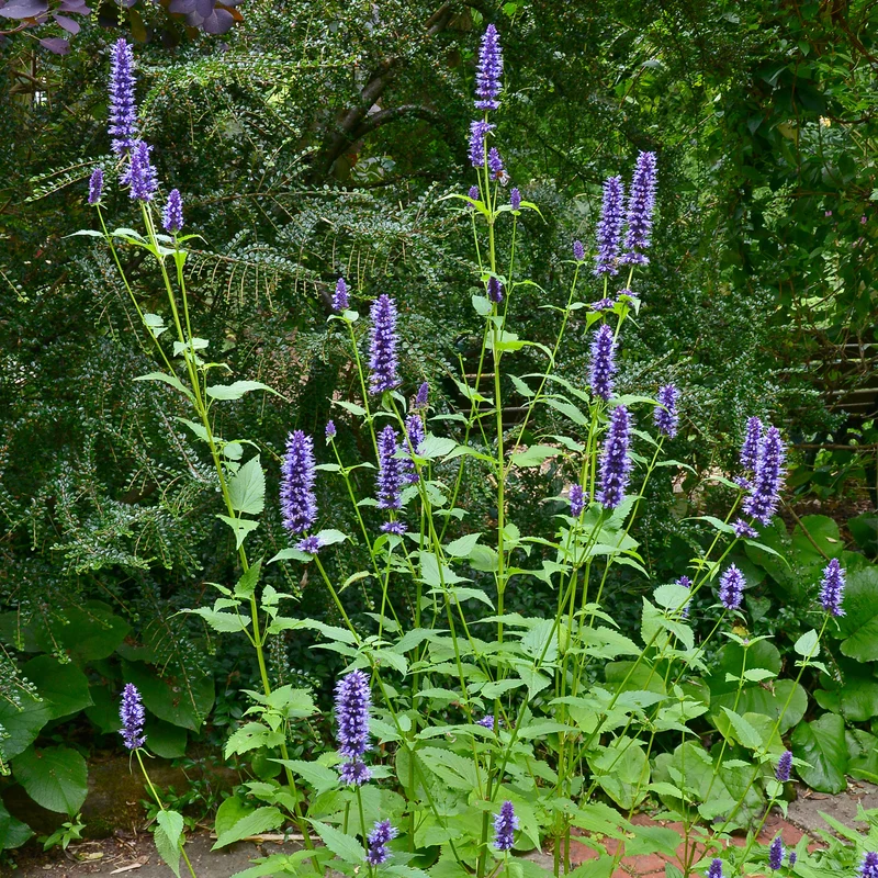 Duftnessel 'Blackadder'