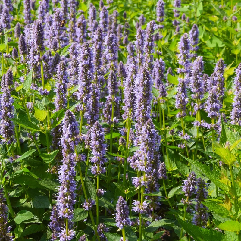 Duftnessel 'Blue Fortune'