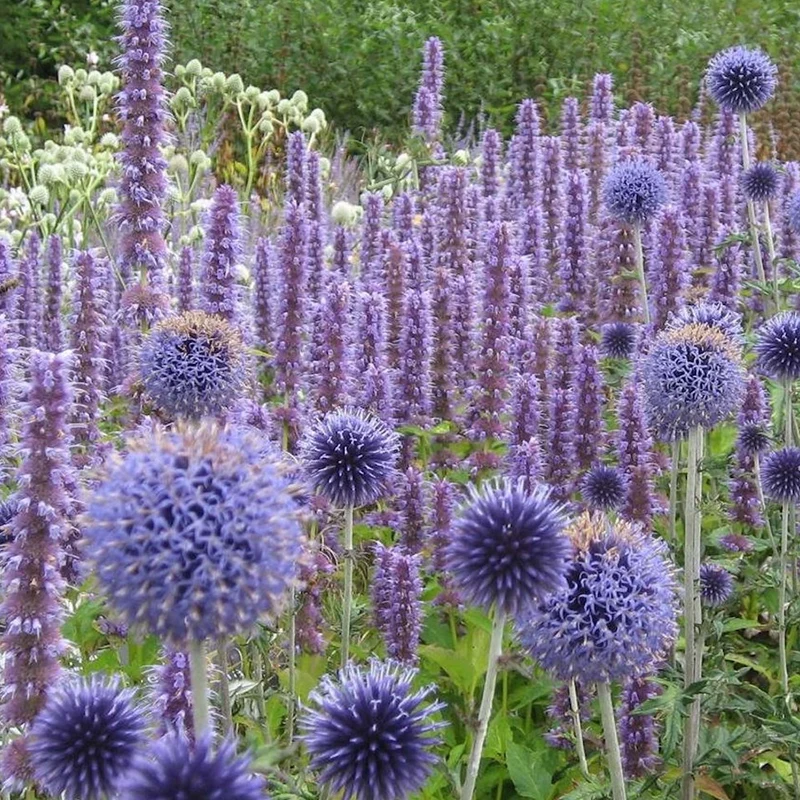 Duftnessel 'Blue Fortune'