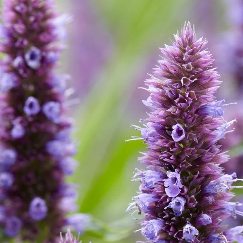 Duftnessel 'Beelicious Purple'