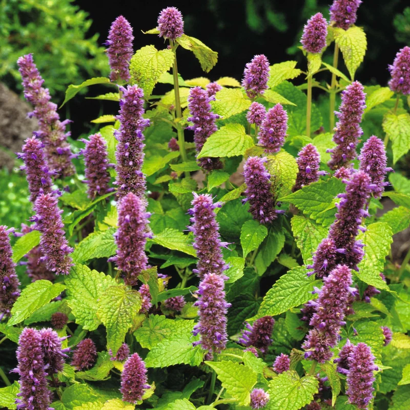 Duftnessel 'Beelicious Purple'