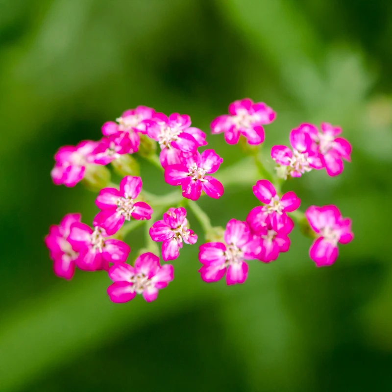 Schafgarbe 'Cerise Queen'