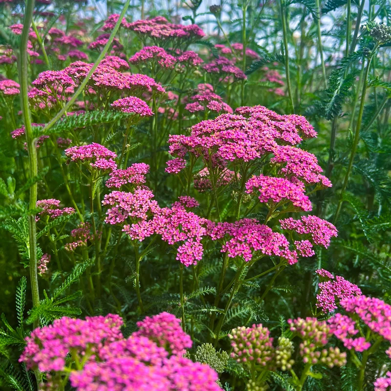 Schafgarbe 'Cerise Queen'