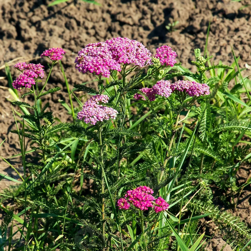Schafgarbe 'Cerise Queen'
