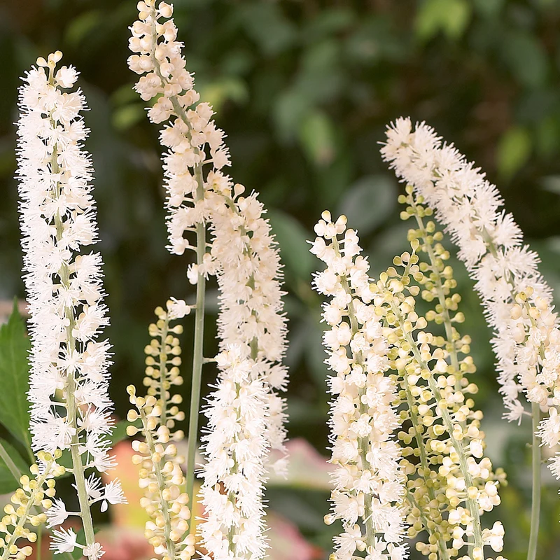 Silberkerze 'White Pearl'