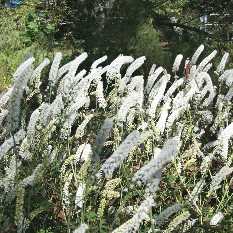 Silberkerze 'White Pearl'