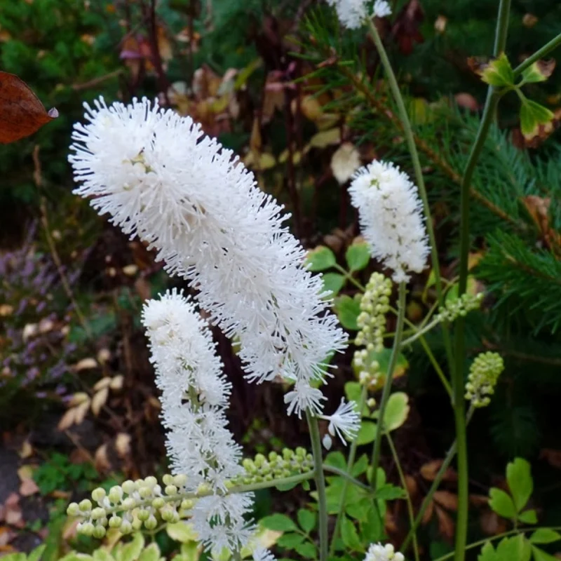 Silberkerze 'White Pearl'