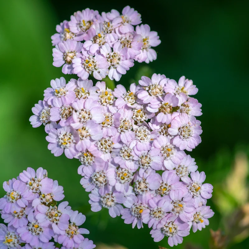 Schafgarbe 'Lilac Beauty'
