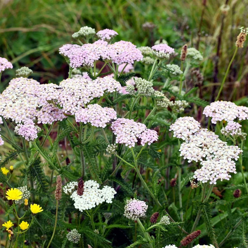 Schafgarbe 'Lilac Beauty'