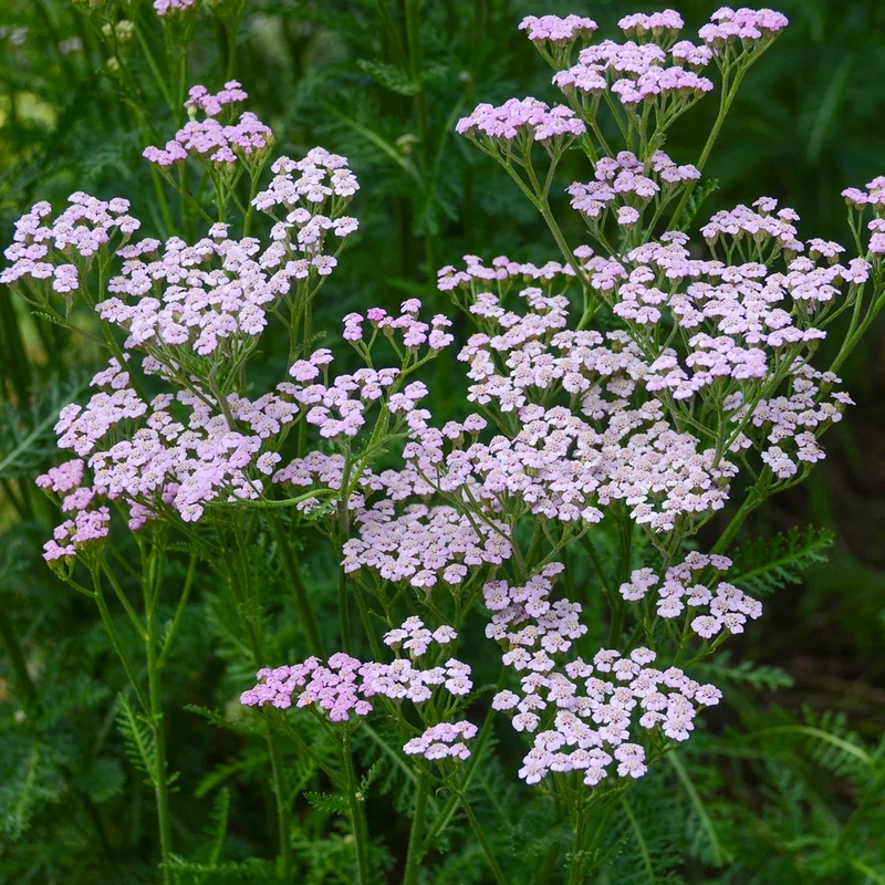 Schafgarbe 'Lilac Beauty'