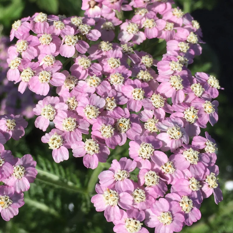 Schafgarbe 'Lilac Beauty'
