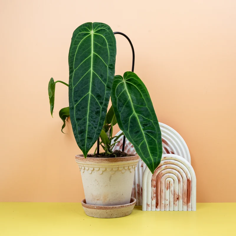 ANTHURIUM WAROCQUEANUM