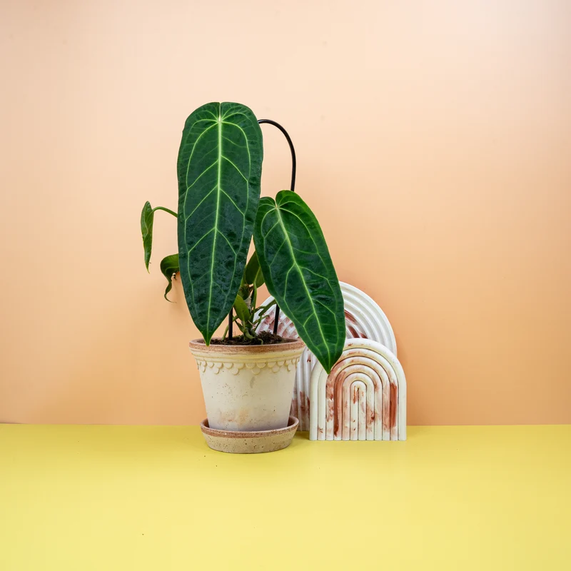 ANTHURIUM WAROCQUEANUM