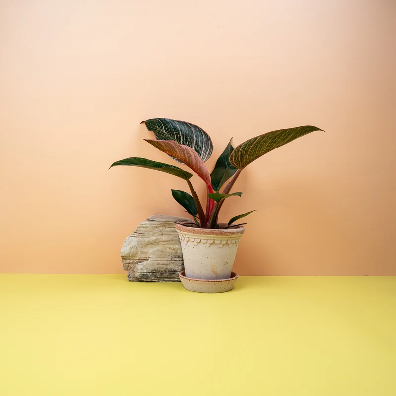 PHILODENDRON BIRKIN PINK
