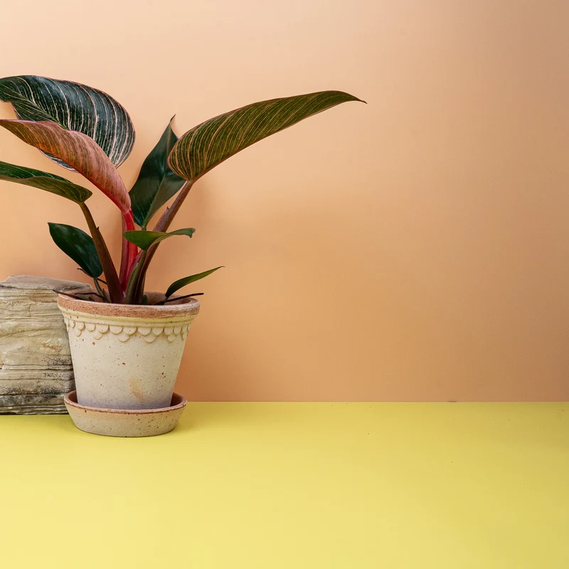 PHILODENDRON BIRKIN PINK