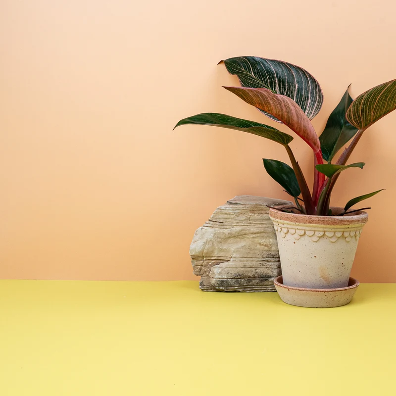 PHILODENDRON BIRKIN PINK