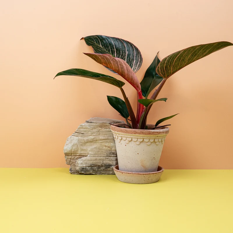 PHILODENDRON BIRKIN PINK