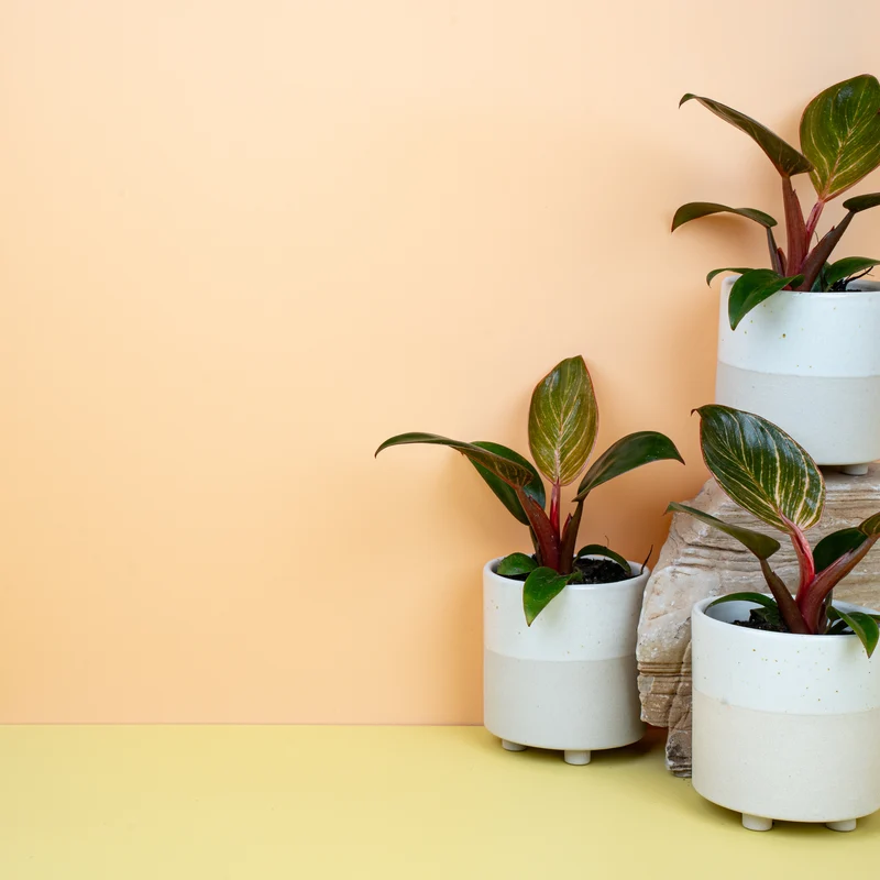 PHILODENDRON BIRKIN PINK