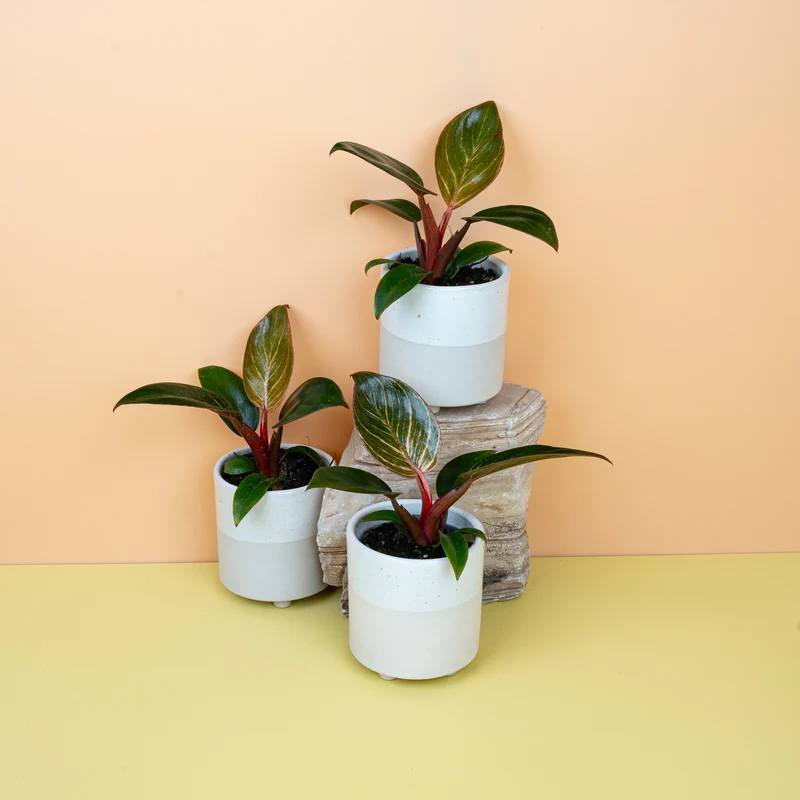 PHILODENDRON BIRKIN PINK