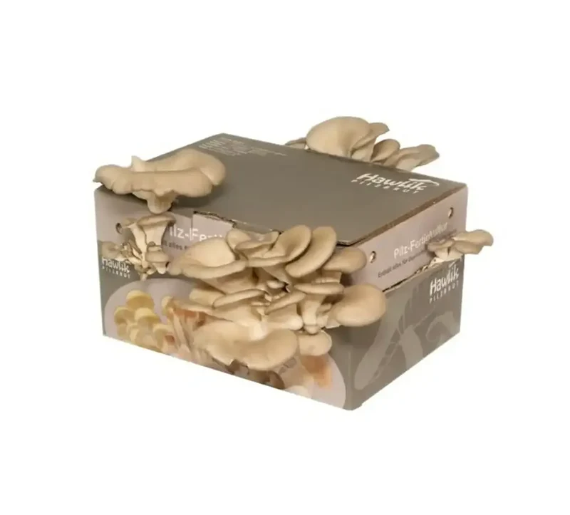 Austernpilze Set