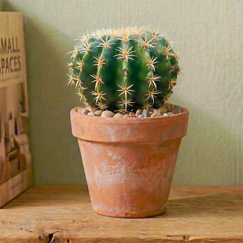 Schwiegermuttersessel 'Brevispinus'