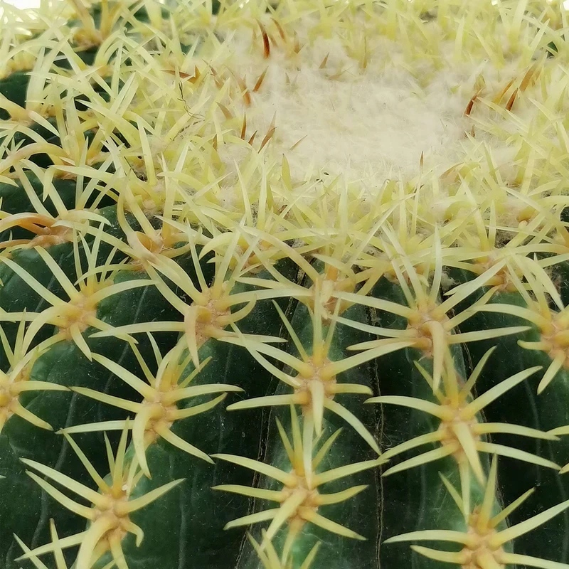 Schwiegermuttersessel 'Brevispinus'