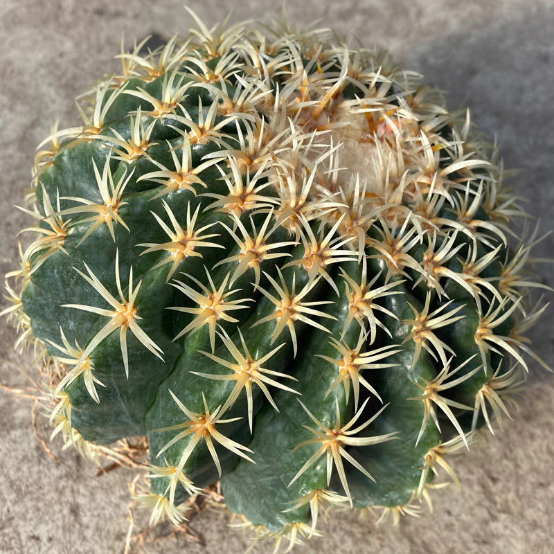 Schwiegermuttersessel 'Brevispinus'