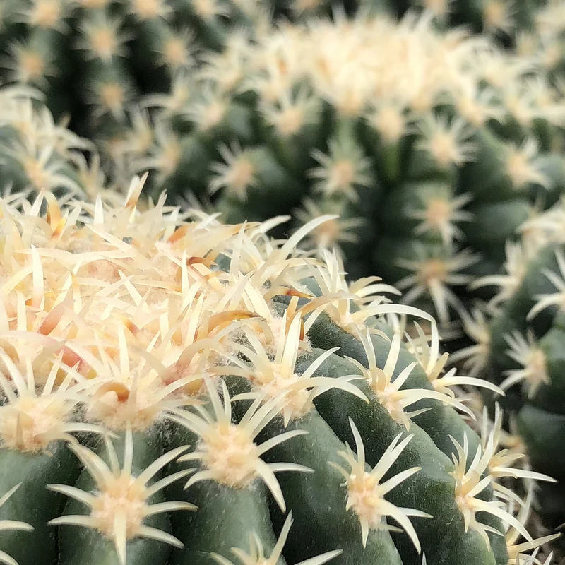 Schwiegermuttersessel 'Brevispinus'