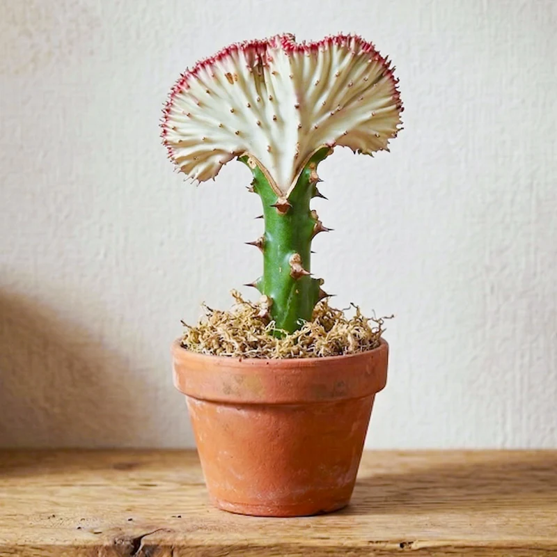 Wolfsmilch 'Cristata'
