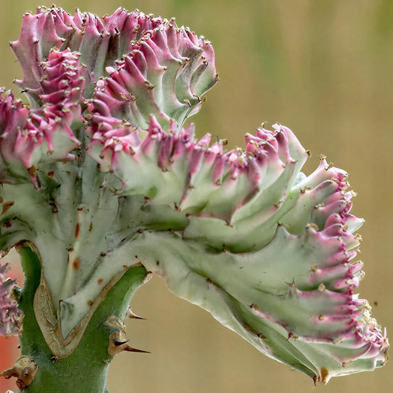 Wolfsmilch 'Cristata'