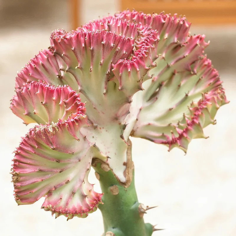 Wolfsmilch 'Cristata'