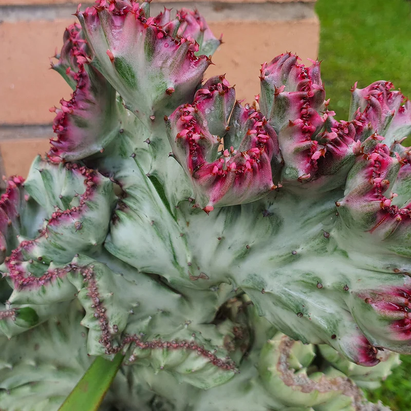 Wolfsmilch 'Cristata'