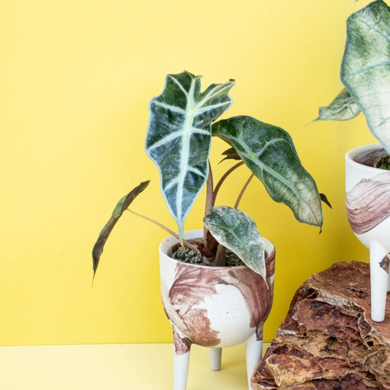 ALOCASIA POLLY VARIEGATA