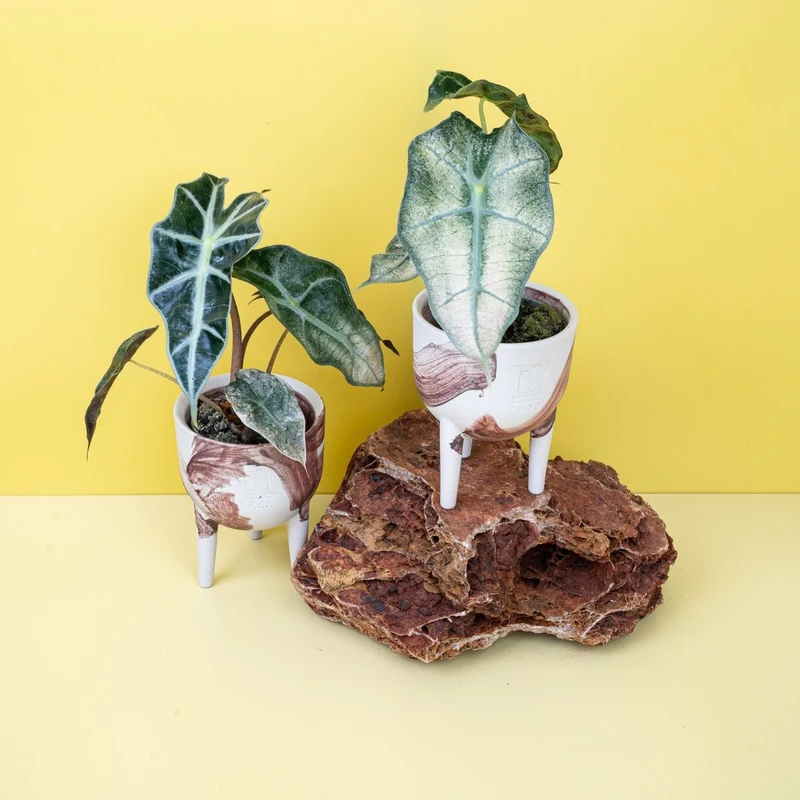 ALOCASIA POLLY VARIEGATA