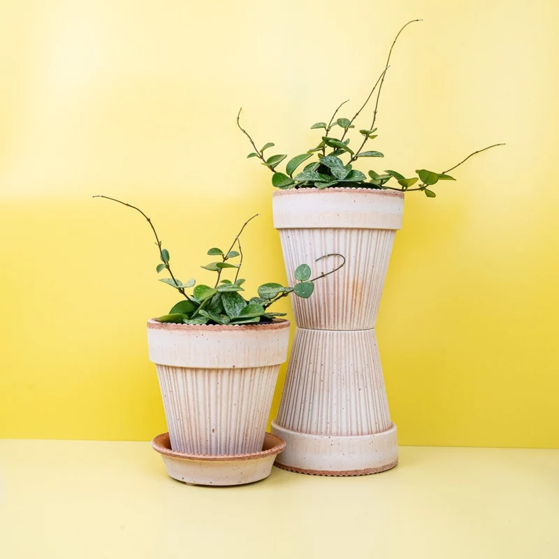 HOYA MATHILDE SPLASH