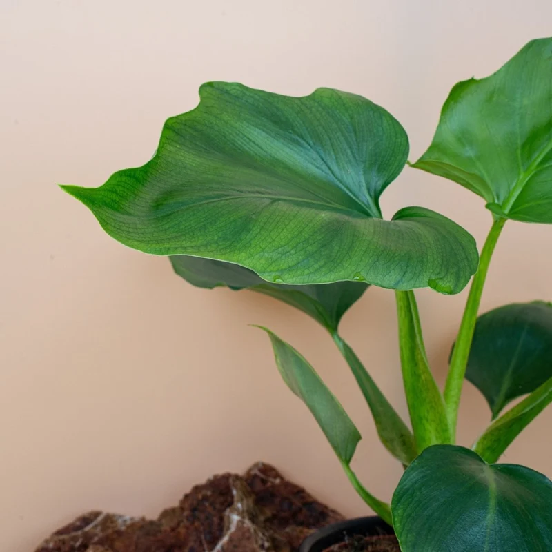 PHILODENDRON WARSZEWICZII