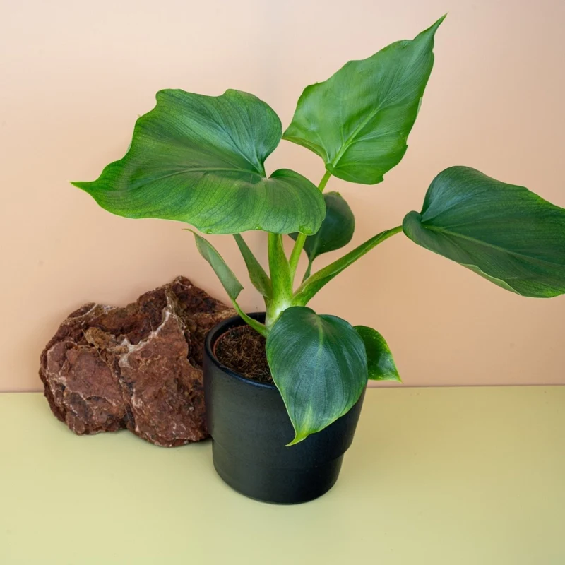 PHILODENDRON WARSZEWICZII