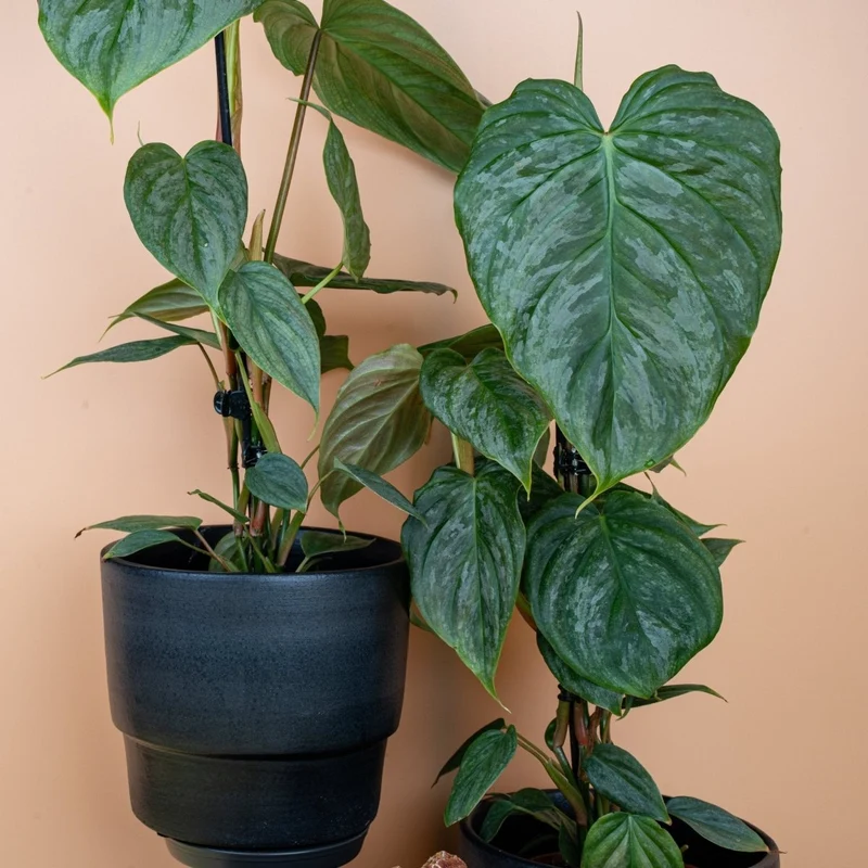 PHILODENDRON MAJESTIC