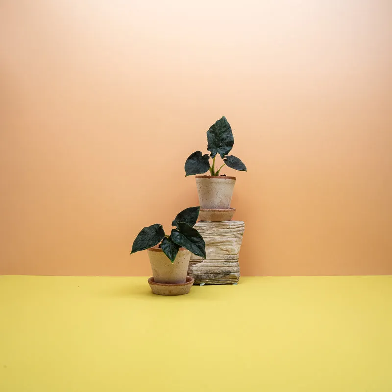 ALOCASIA ANTORO VELVET