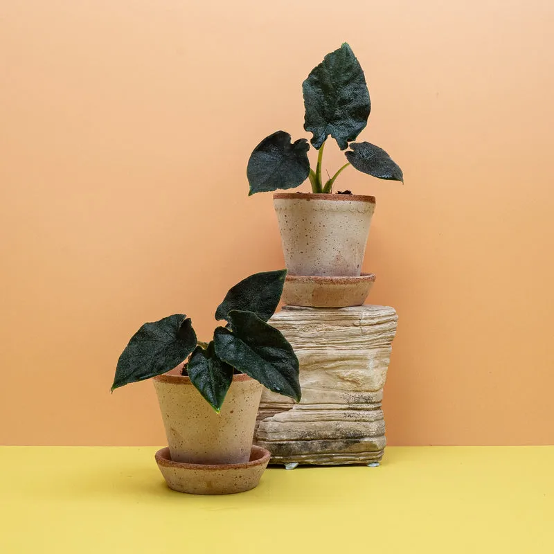 ALOCASIA ANTORO VELVET