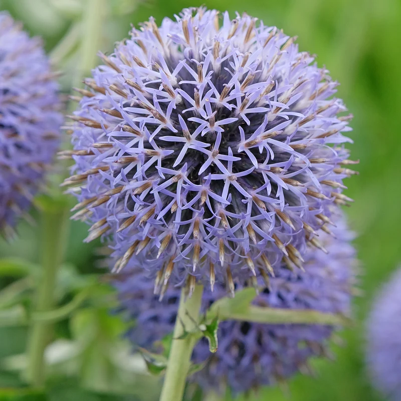 Kugeldistel 'Taplow Blue'