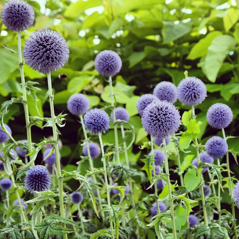 Kugeldistel 'Taplow Blue'