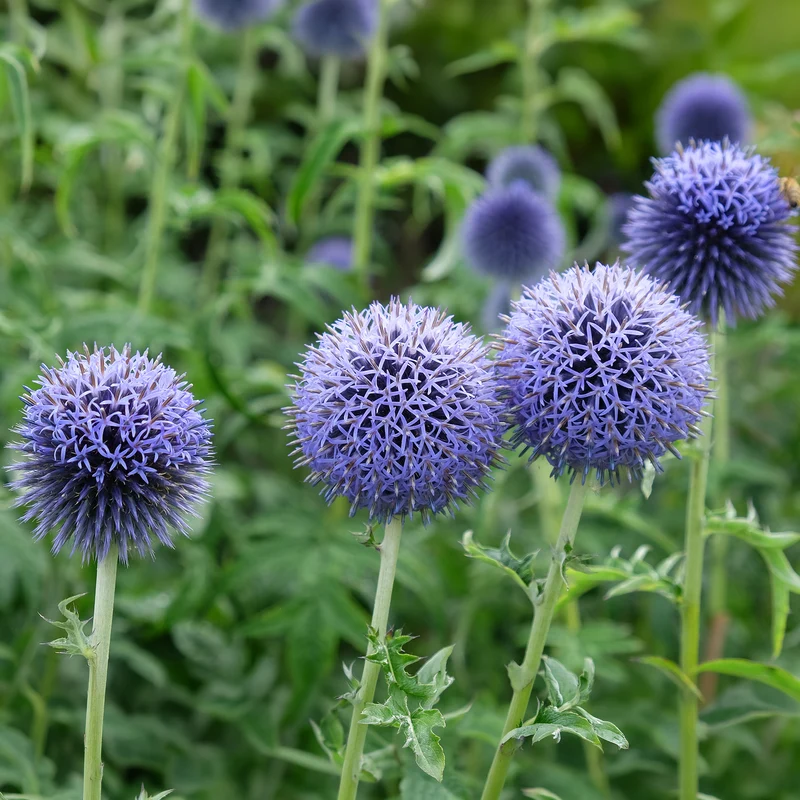 Kugeldistel 'Taplow Blue'