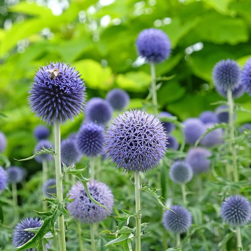 Kugeldistel 'Taplow Blue'