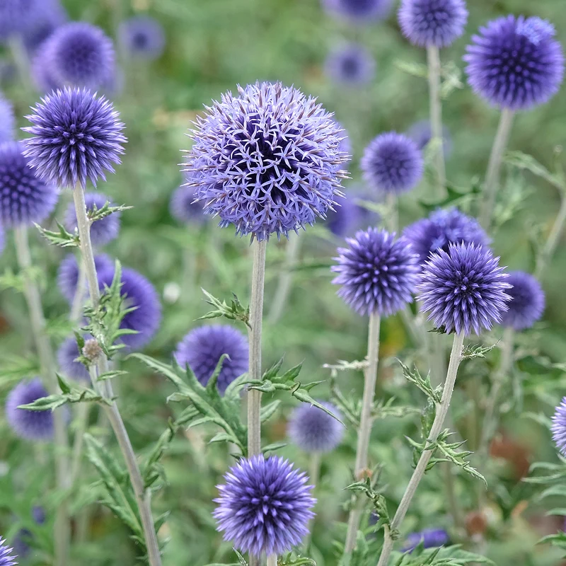Blaue Kugeldistel