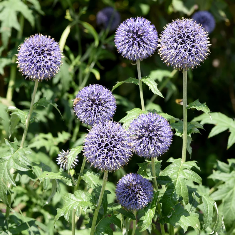 Blaue Kugeldistel