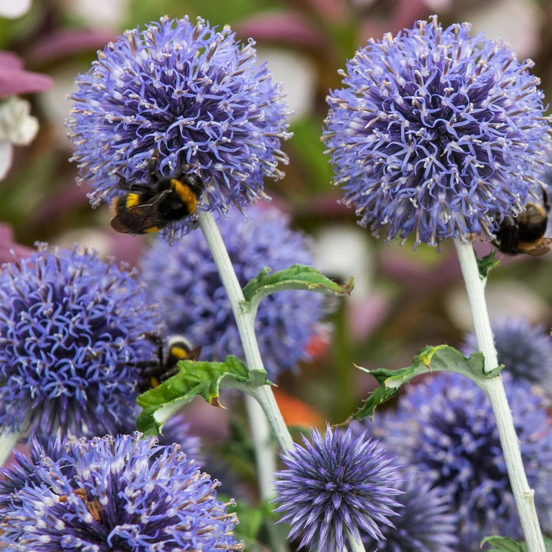 Blaue Kugeldistel