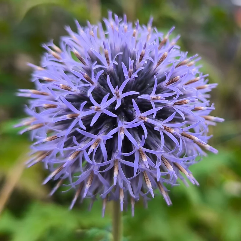 Blaue Kugeldistel
